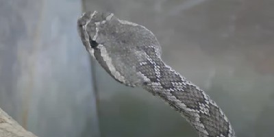 San Bernardino snake